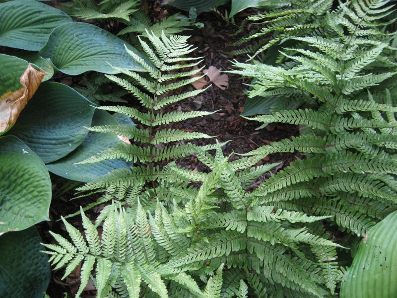 Dryopteris erythrosora Dryopteris_erythrosora_base.JPG