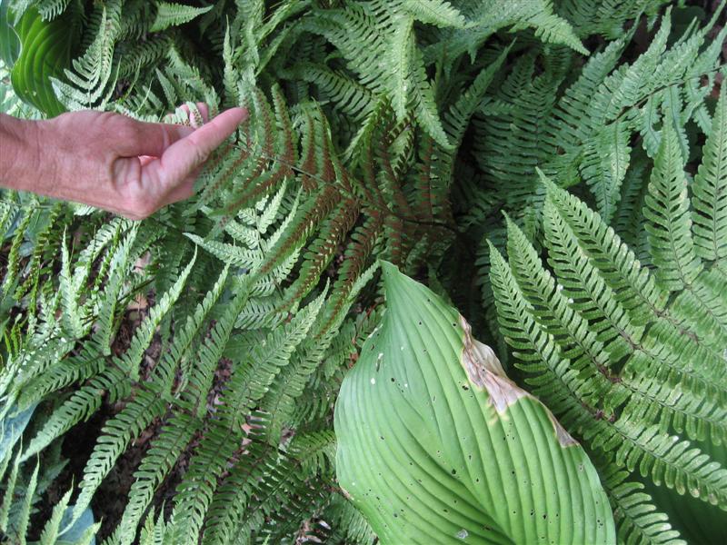 Dryopteris erythrosora Dryopteris_erythrosora_clase.JPG