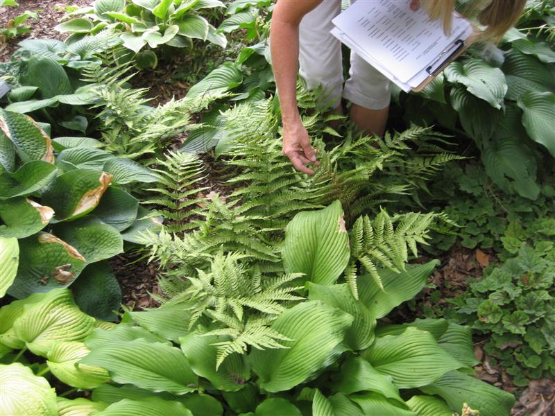 Dryopteris erythrosora Dryopteris_erythrosora_far.JPG