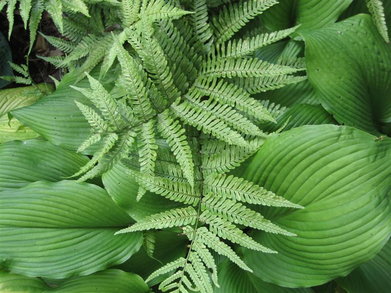 Dryopteris erythrosora Dryopteris_erythrosora_leaf.JPG