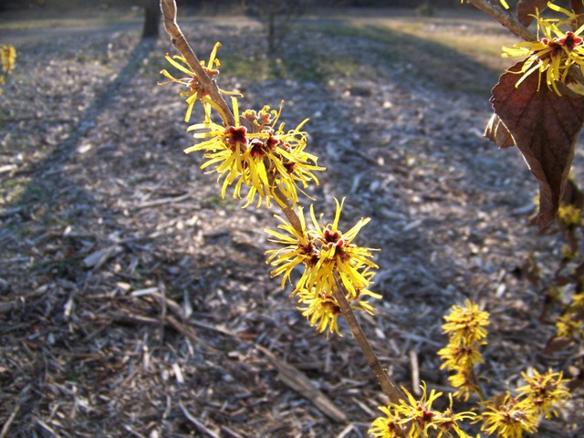 Hamamelis mollis EarlyBrightFlowers.JPG