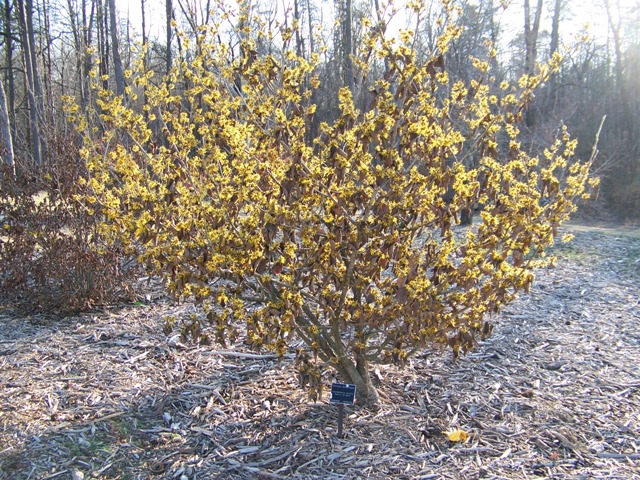 Hamamelis mollis EarlyBrightWitchhazel.JPG