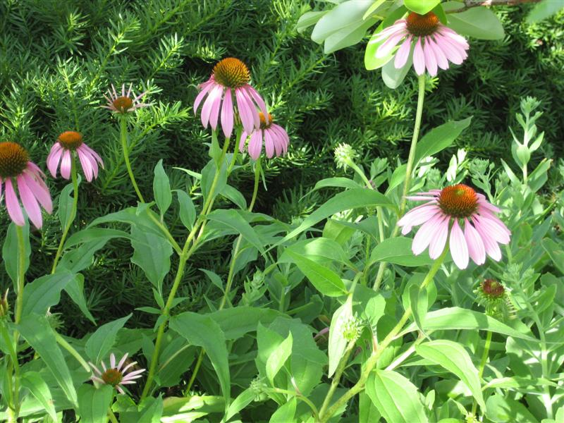 Echinacea purpurea Echiancea_purpurea_flower.JPG