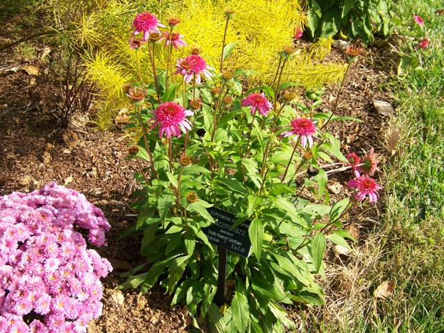 Picture of Echinacea purpurea 'Razzmatazz' Razzmatazz Double Coneflower