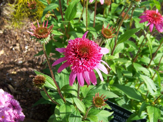 Picture of Echinacea purpurea 'Razzmatazz' Razzmatazz Double Coneflower