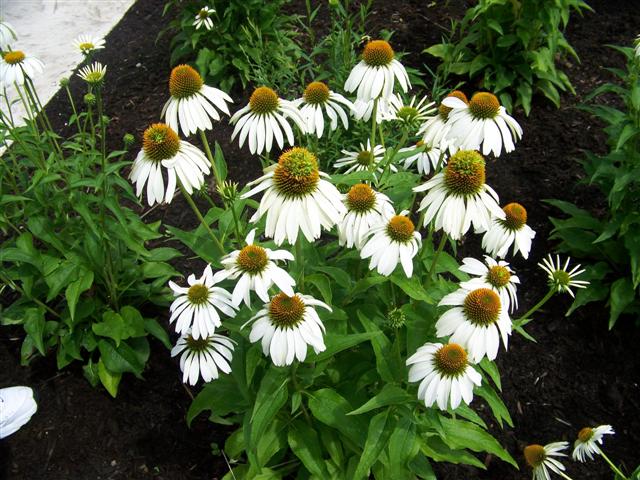 Picture of Echinacea purpurea 'White Swan' White Swan Coneflower