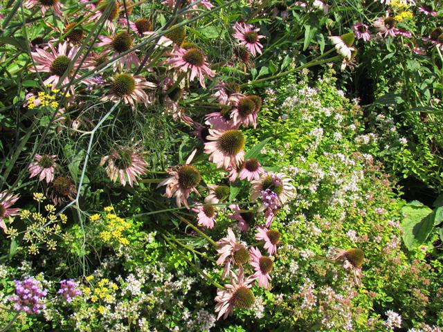 Echinacea purpurea EchinaceaFlowerHeadsKew.JPG