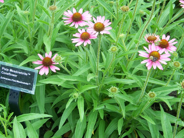 Picture of Echinacea  'Pixie Meadowbrite' Pixie Meadowbrite