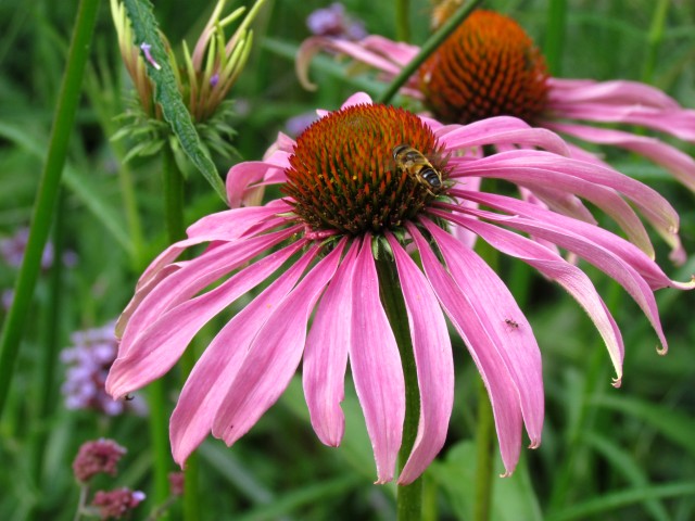 Echinacea purpurea EchinaceaPurpureaBressinghamHybridsCUBG1.JPG