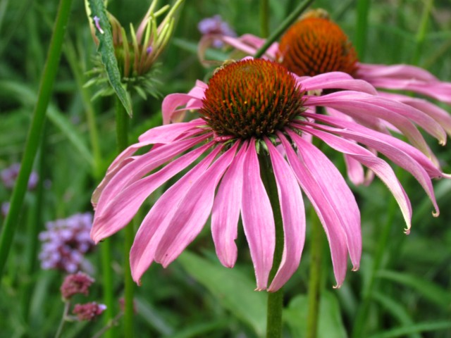 Echinacea purpurea EchinaceaPurpureaBressinghamHybridsCUBG2.JPG