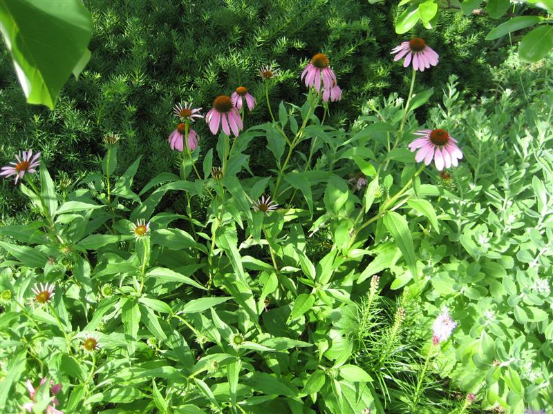 Echinacea purpurea Echinacea_purpurea.JPG