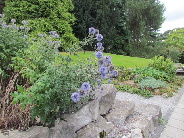 Echinops ritro EchinopsBirminghamUK.JPG