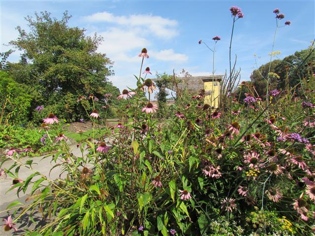 Echinacea purpurea EcinaceaKew.JPG