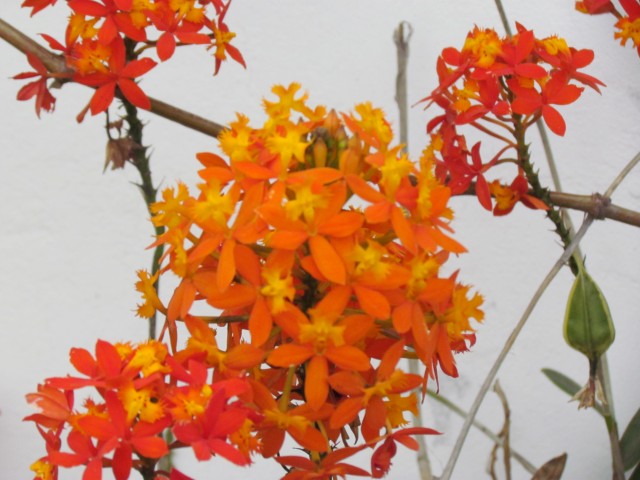 Epidendrum ibaguense EpidendrumIbaguenseOrquideaDeTierraPeruFlowerDetail.JPG