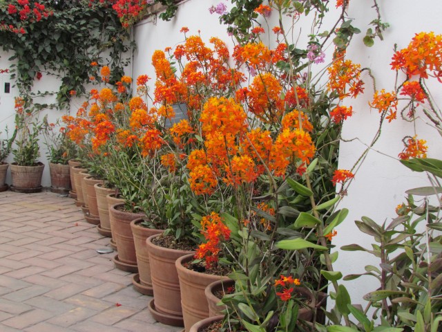 Epidendrum ibaguense EpidendrumIbaguenseOrquideaDeTierraPeruFull.JPG