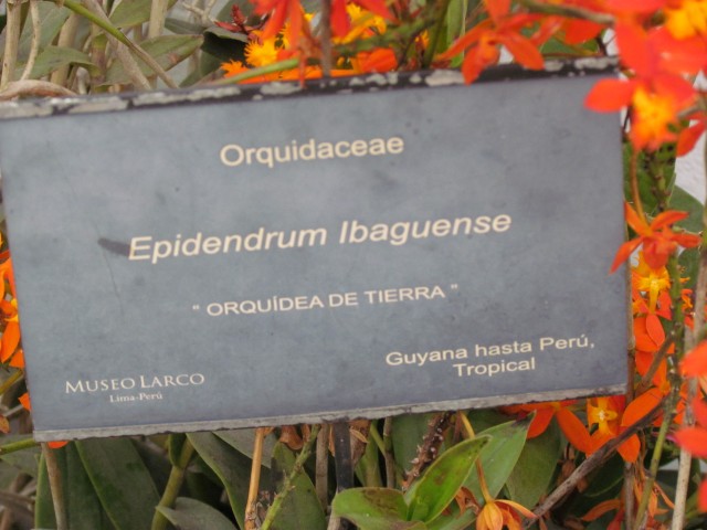 Epidendrum ibaguense EpidendrumIbaguenseOrquideaDeTierraPeruSign.JPG