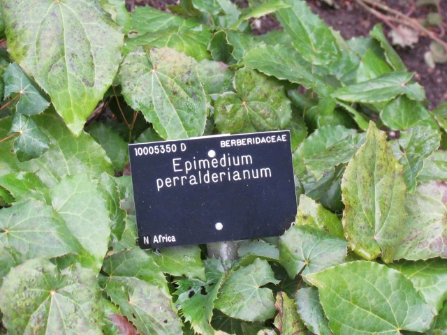 Epimedium perralderianum EpimediumPeralderianum.JPG
