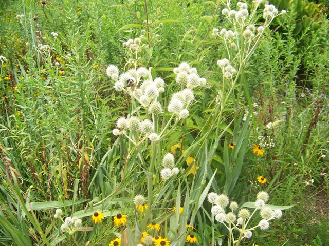 Picture of Eryngium yuccifolium  Rattlesnake Master