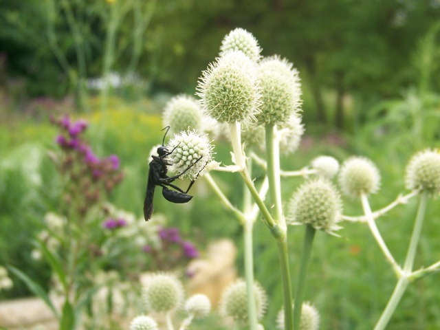 Picture of Eryngium yuccifolium  Rattlesnake Master