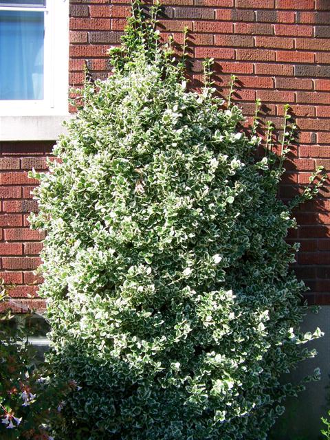 Picture of Euonymus fortunei 'Emerald Gaiety' Emerald Gaiety Wintercreeper