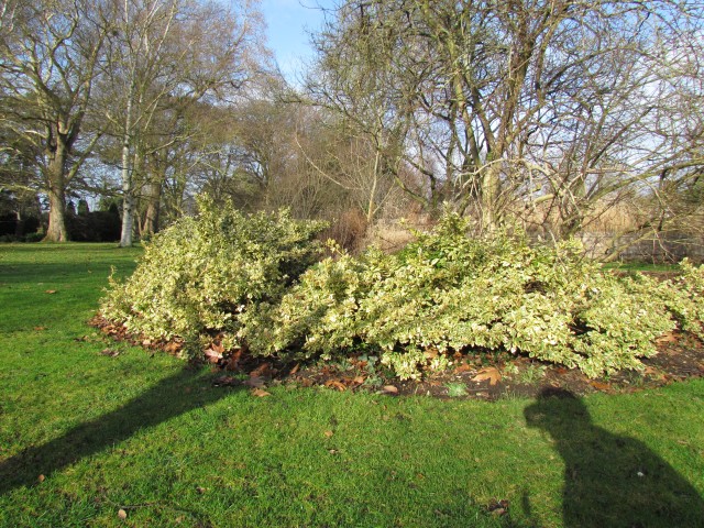 Euonymus americanus EuonymusAmericanus.JPG