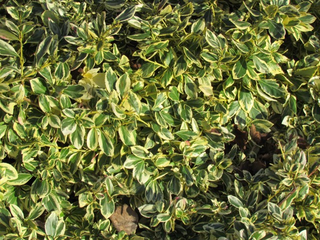 Euonymus americanus EuonymusAmericanusLeafDetail.JPG