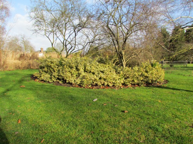 Euonymus americanus EuonymusAmericanusRing.JPG