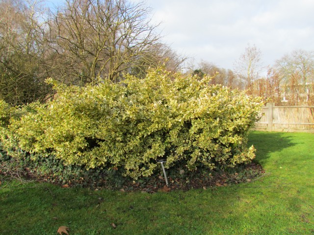 Euonymus fortunei EuonymusFortuneiSilverQueen.JPG