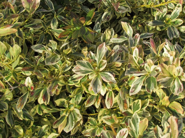 Euonymus fortunei EuonymusFortuneiSilverQueenLeafDetail.JPG