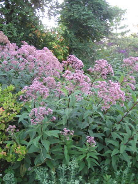 Picture of Eupatorium purpureum  Joe Pye Weed