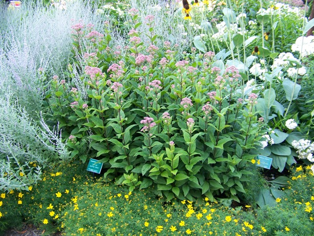 Picture of Eupatorium dubium 'Little Joe' Little Joe Dwarf Joe Pye Weed