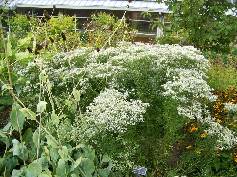 Picture of Eupatorium hyssopifolium  Hyssop Leaved Thoroughwort