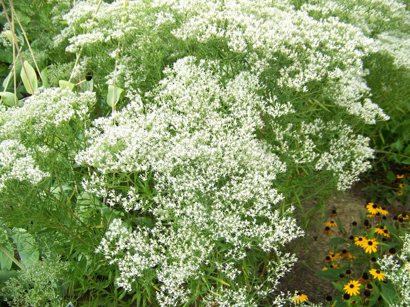 Picture of Eupatorium hyssopifolium  Hyssop Leaved Thoroughwort