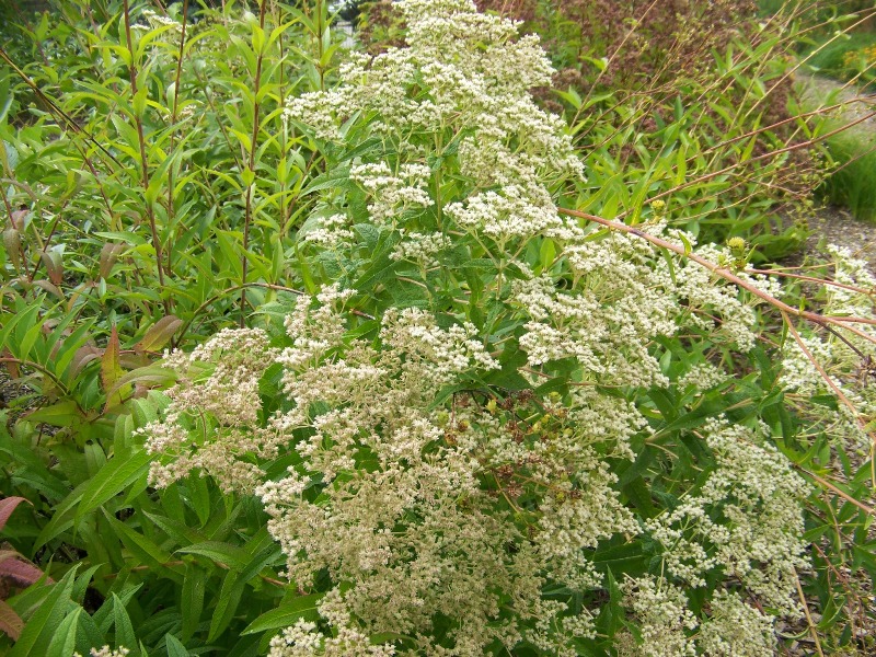 Picture of Eupatorium perfoliatum  Boneset