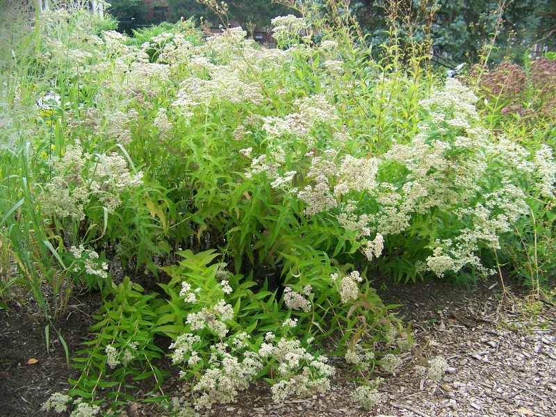 Picture of Eupatorium perfoliatum  Boneset