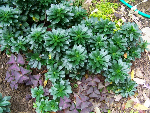 Picture of Euphorbia amygdaloides var. robbiae  Robb's Wood Spurge