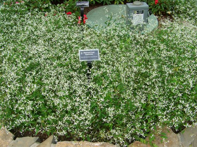 Picture of Euphorbia hybrid 'Diamond Frost' Diamond Frost Euphorbia