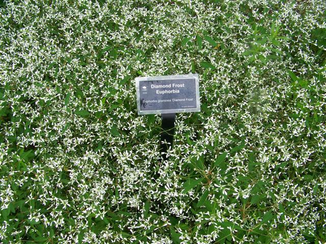 Picture of Euphorbia hybrid 'Diamond Frost' Diamond Frost Euphorbia