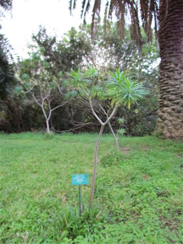 Euphorbia lambii EuphorbiaLambiiFull.JPG