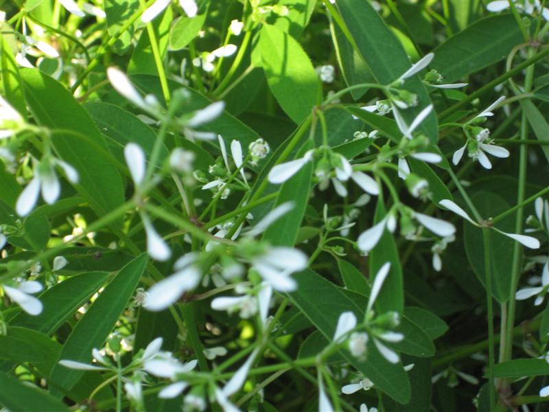 Euphorbia hybrid Euphorbia_leaves_flowers.JPG