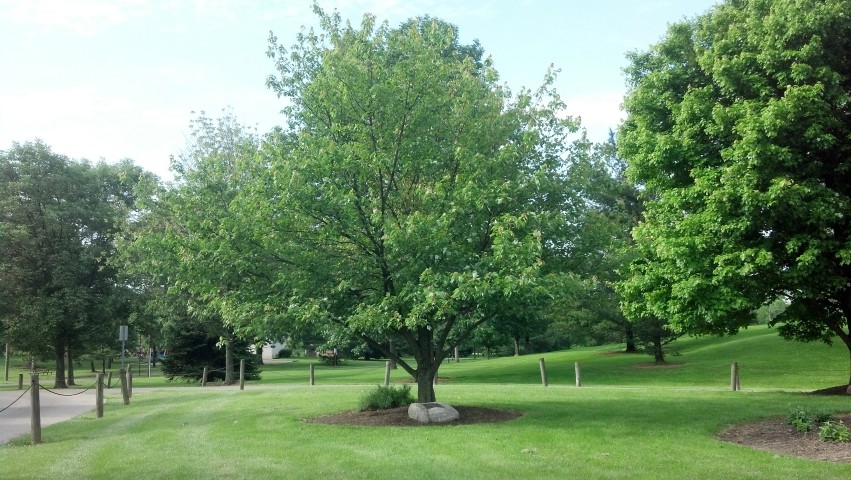 Acer rubrum EvanPaullusFairfieldMemorialTree.jpg