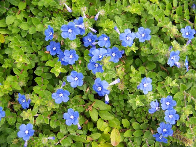 Picture of Evolvulus hybrid 'Blue My Mind' Blue My Mind Dwarf Morning Glory