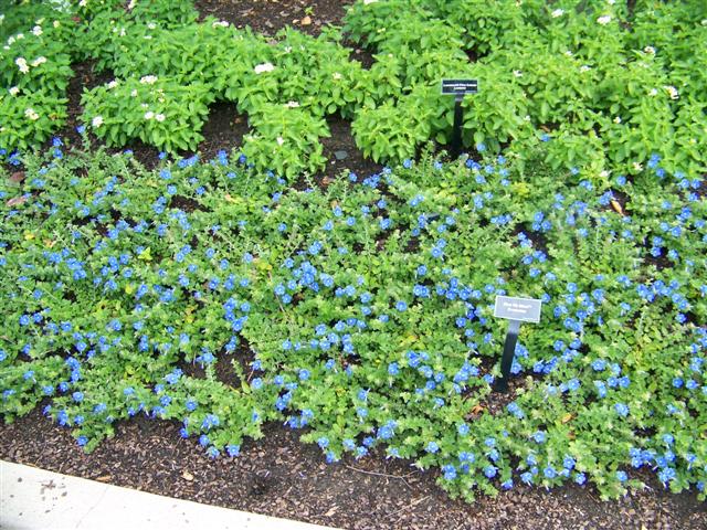 Picture of Evolvulus hybrid 'Blue My Mind' Blue My Mind Dwarf Morning Glory