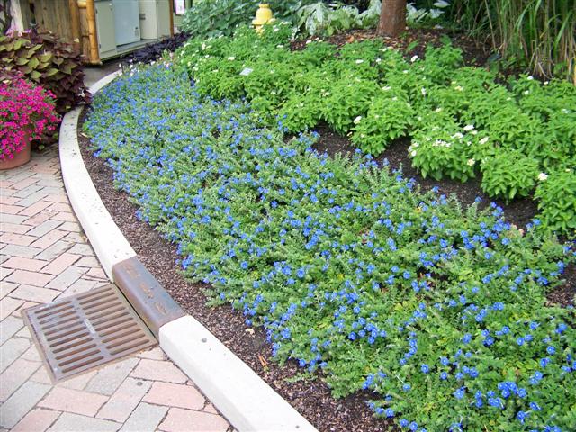 Picture of Evolvulus hybrid 'Blue My Mind' Blue My Mind Dwarf Morning Glory