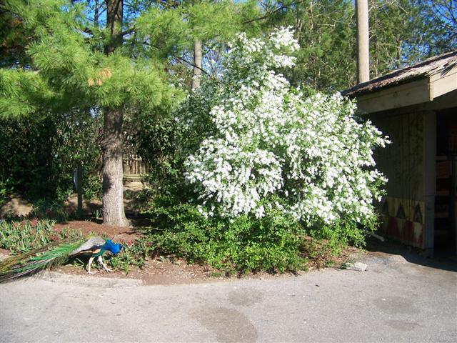 Picture of Exochorda racemosa  Pearlbush