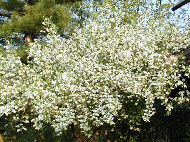 Picture of Exochorda%20racemosa%20%20Pearlbush