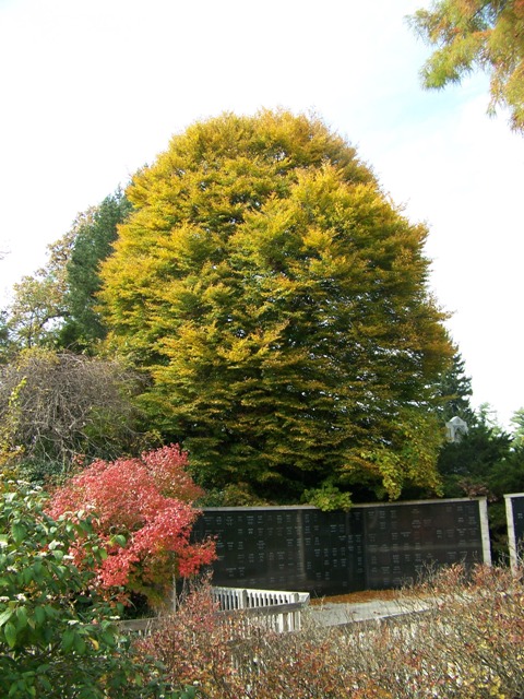 Picture of Fagus sylvatica 'Asplenifolia' Fernleaf Beech