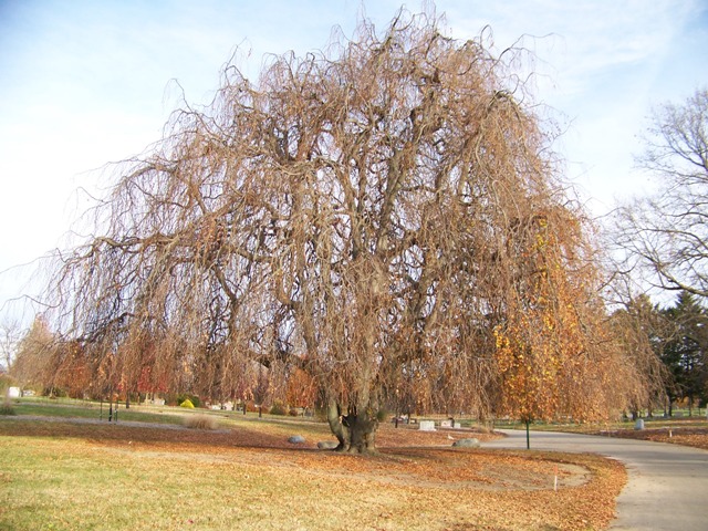 Picture of Fagus sylvatica 'Pendula' Weeping European Beech