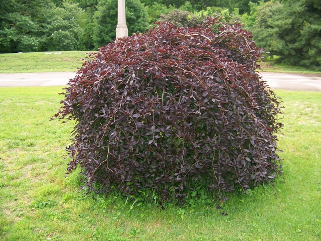 Picture of Fagus sylvatica 'Purple Fountain' Purple Fountain European Beech