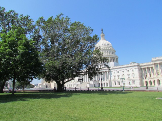 Fagus grandifolia FagusGrandifloraCapitolHill.JPG